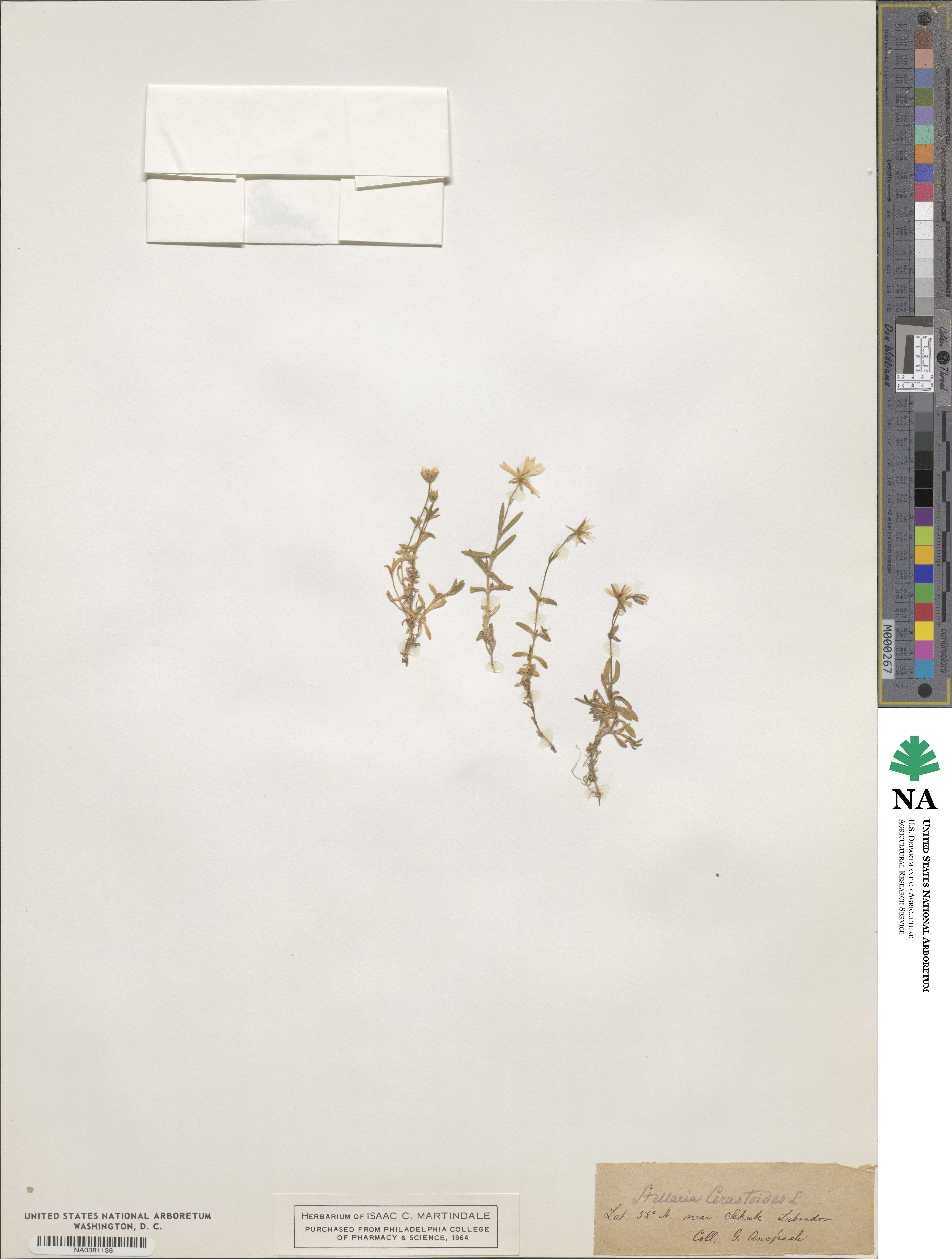 Dichodon cerastoides image