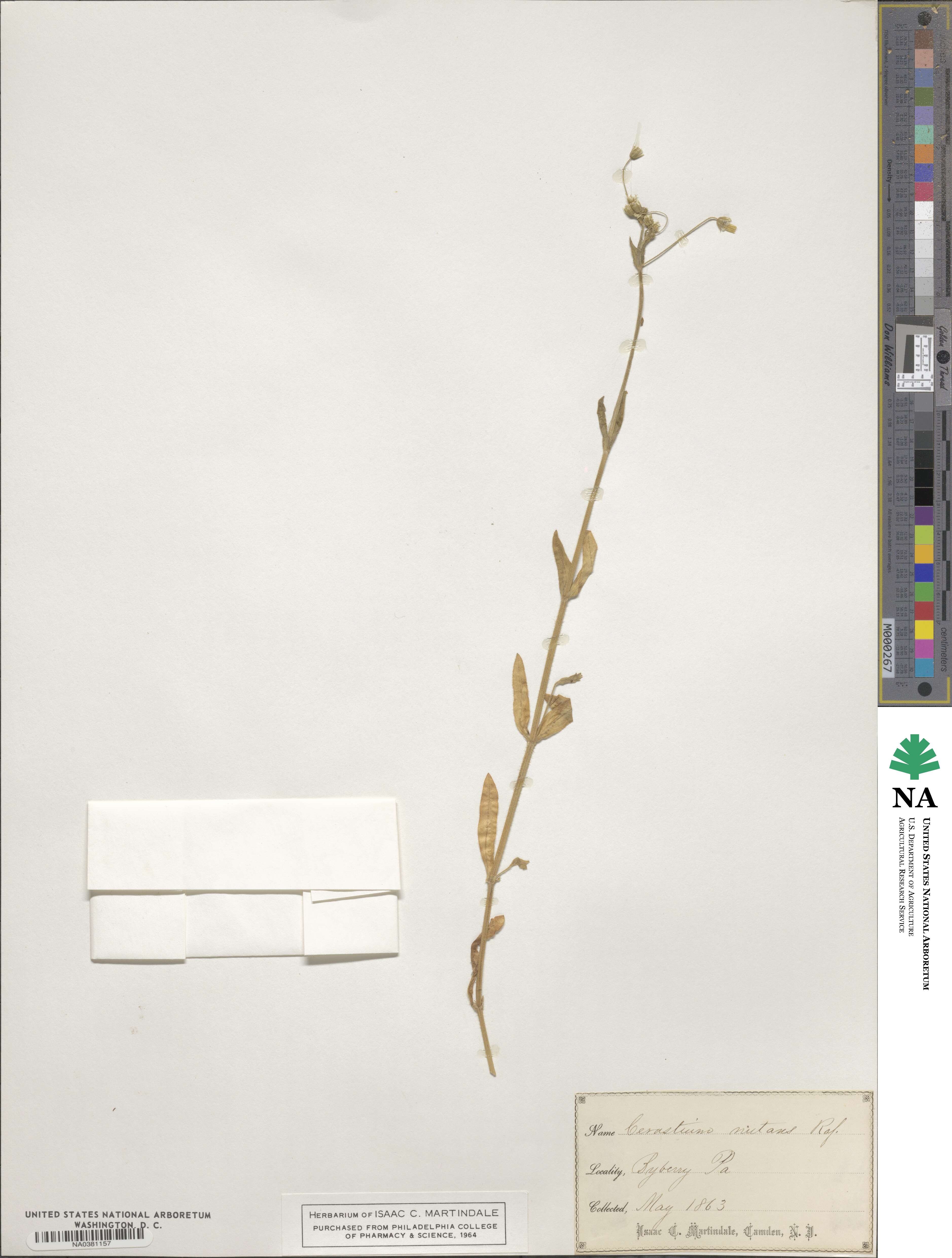 Cerastium nutans image