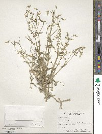 Cerastium nutans image