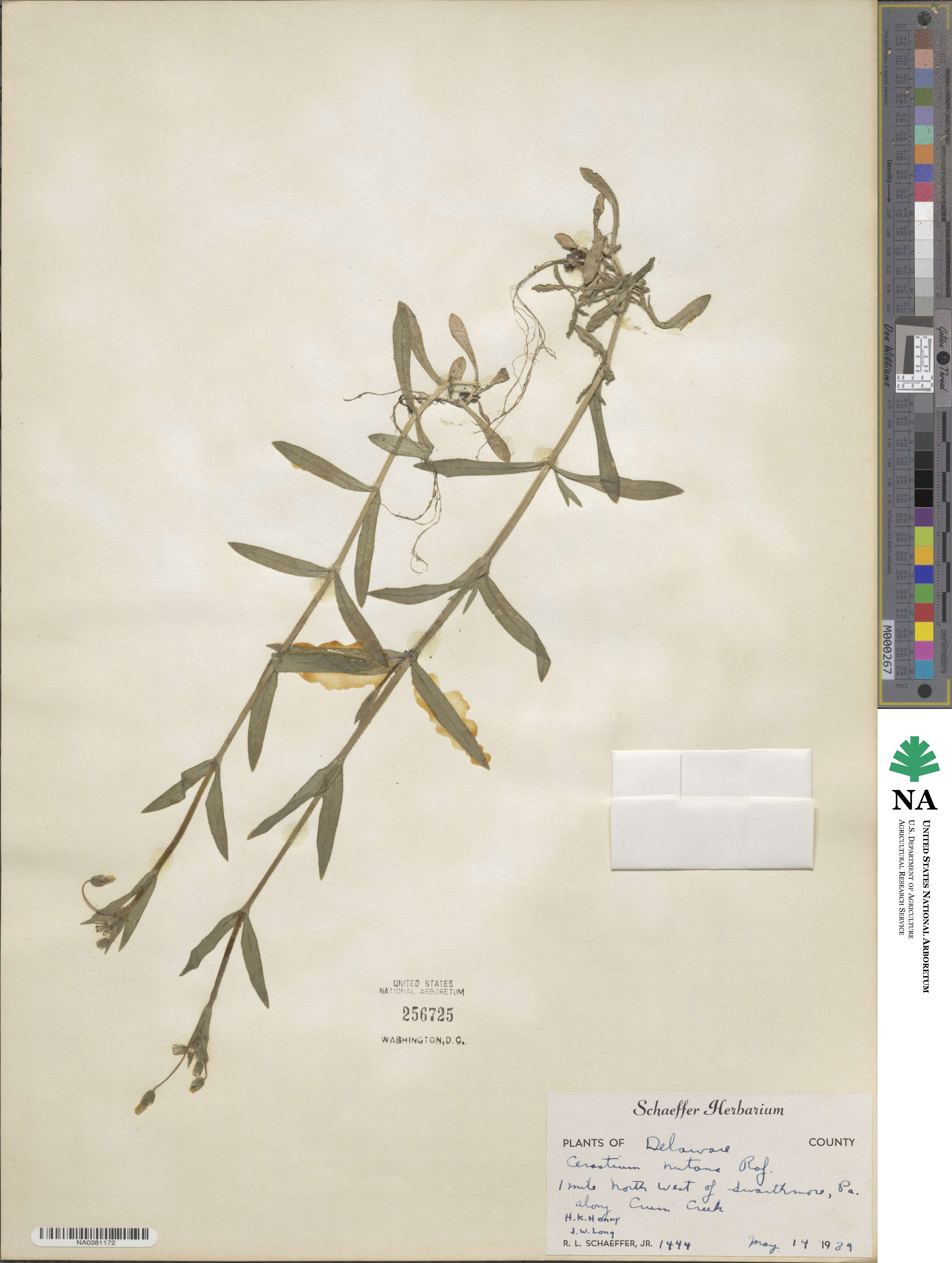 Cerastium nutans image