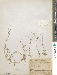 Cerastium nutans image