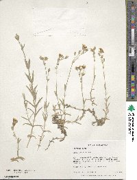 Cerastium tomentosum image