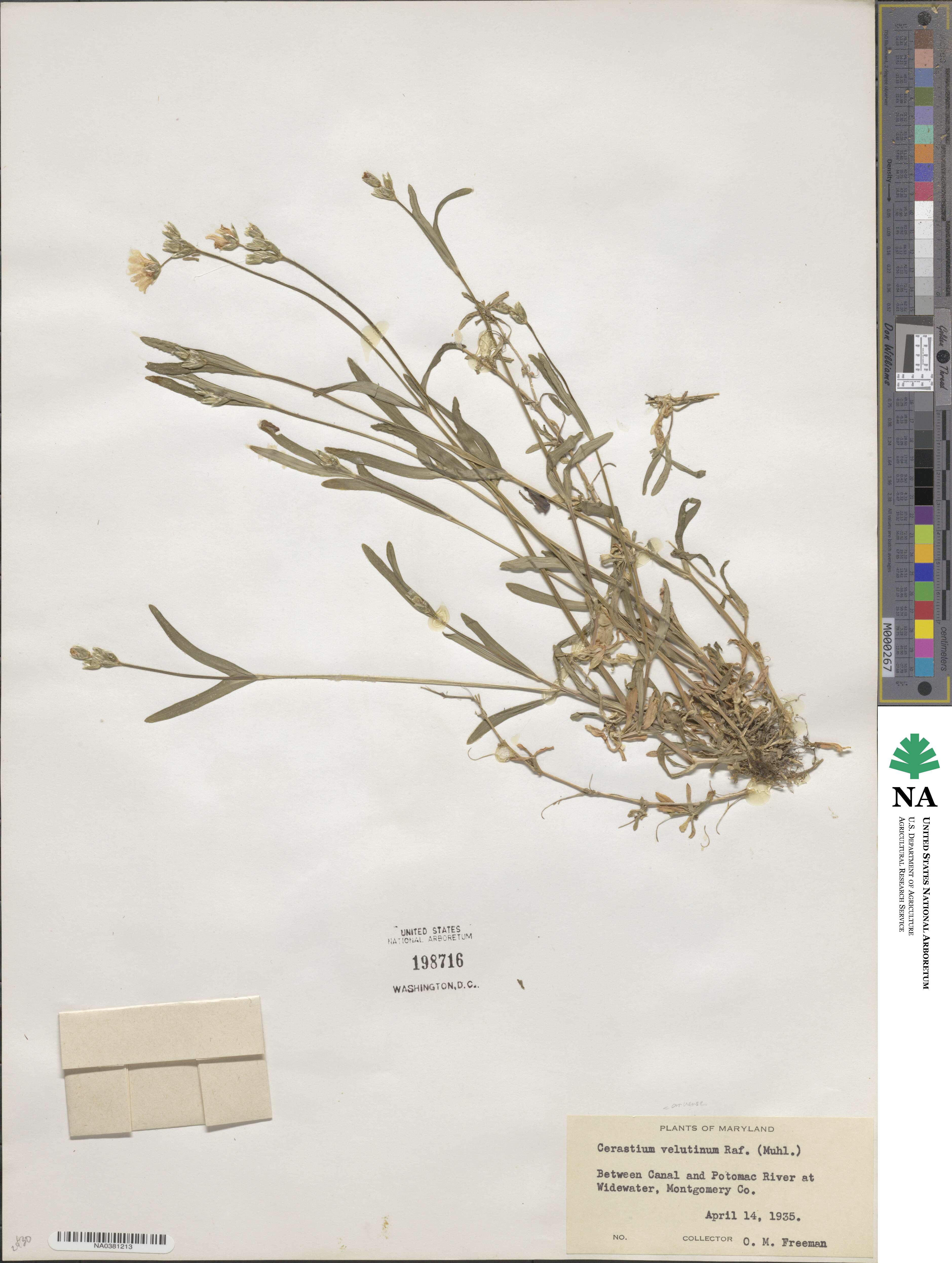 Cerastium velutinum image