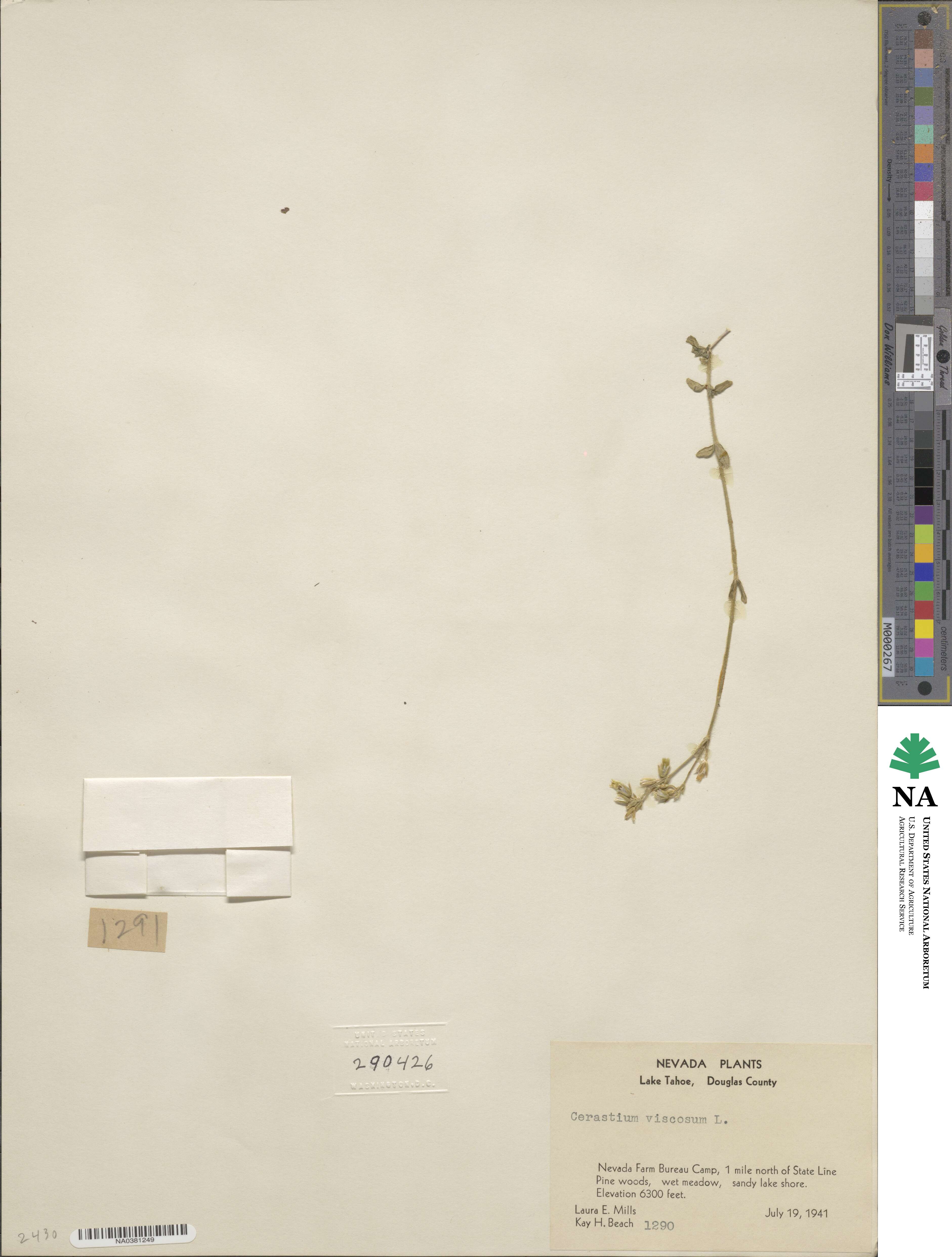 Cerastium viscosum image