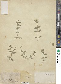 Cerastium vulgatum image
