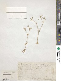 Cerastium vulgatum image