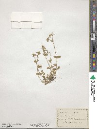 Cerastium vulgatum image