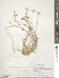 Cerastium arvense image