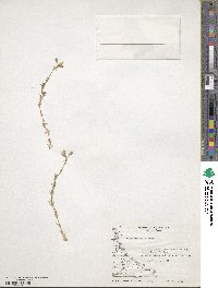 Cerastium arvense image