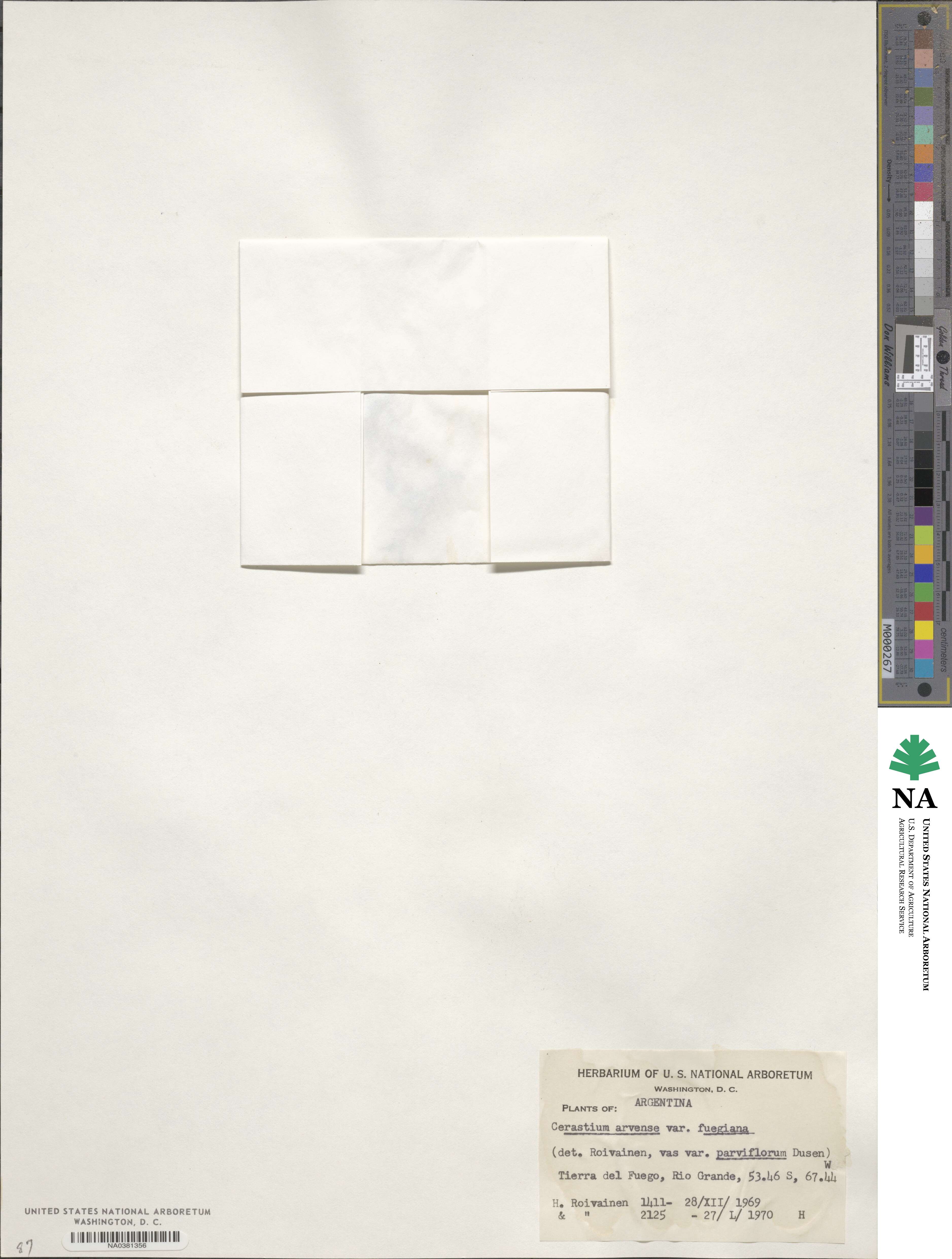 Cerastium fuegianum image