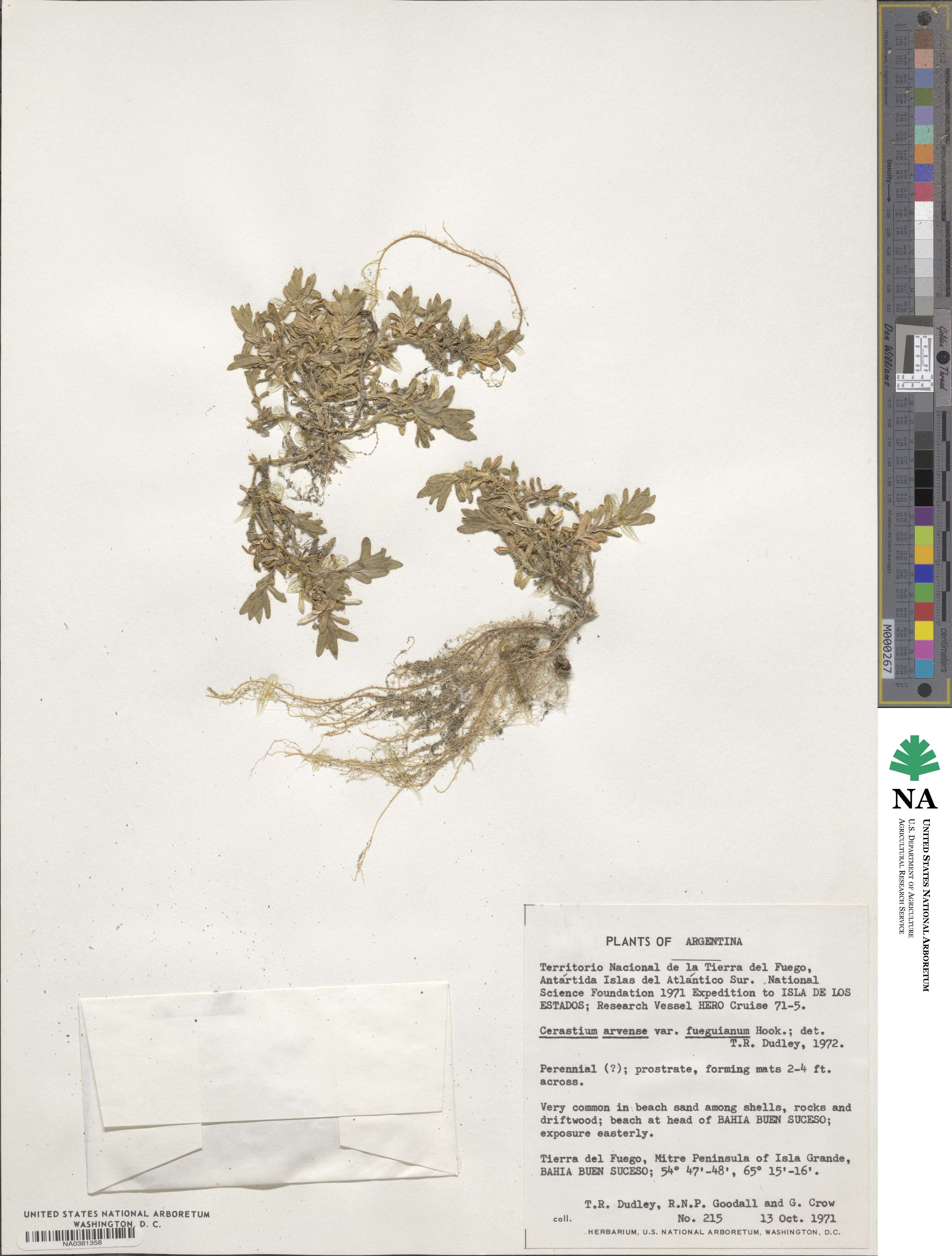 Cerastium fuegianum image