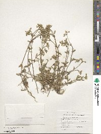 Cerastium holosteoides image