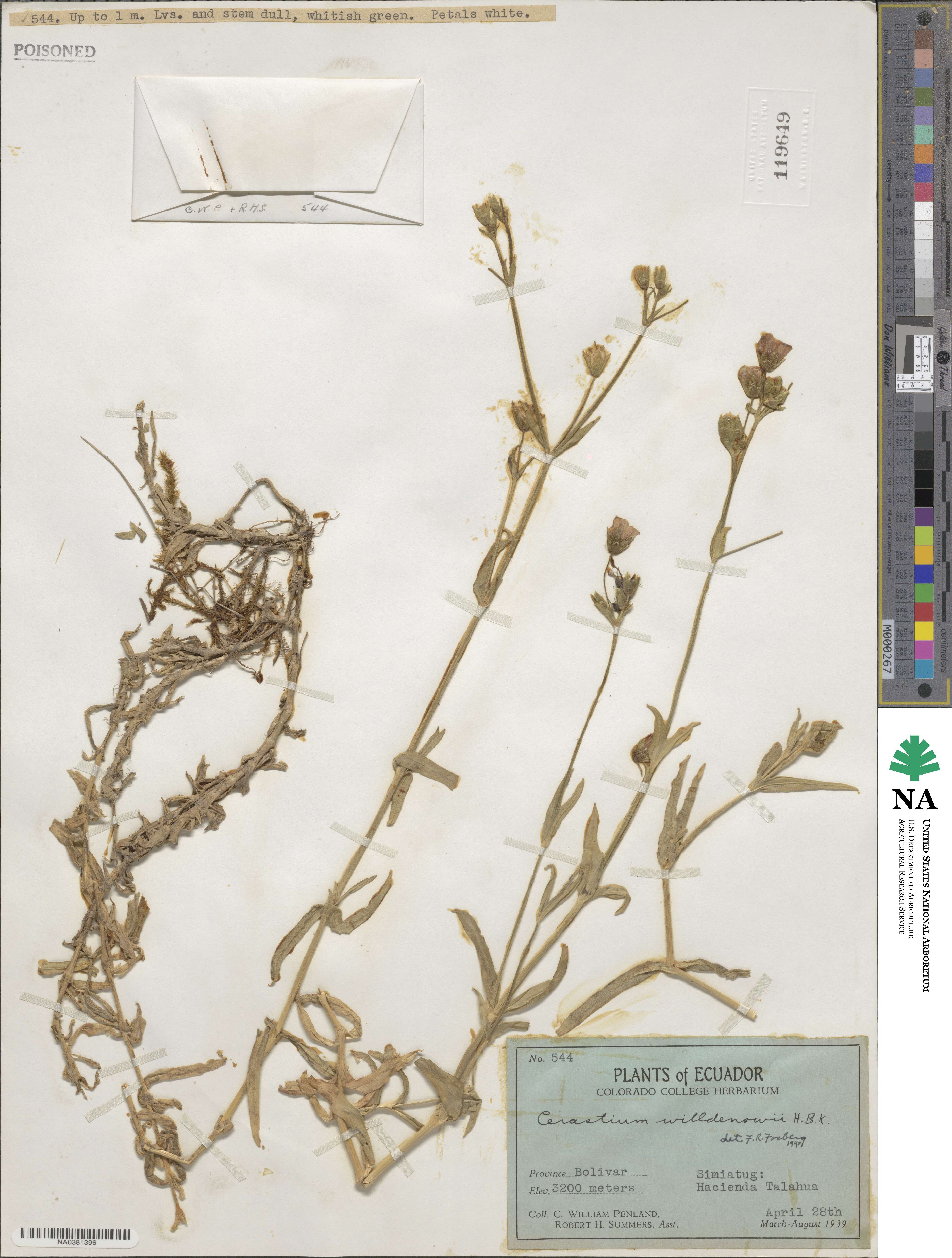 Cerastium mollissimum image