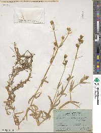 Cerastium mollissimum image