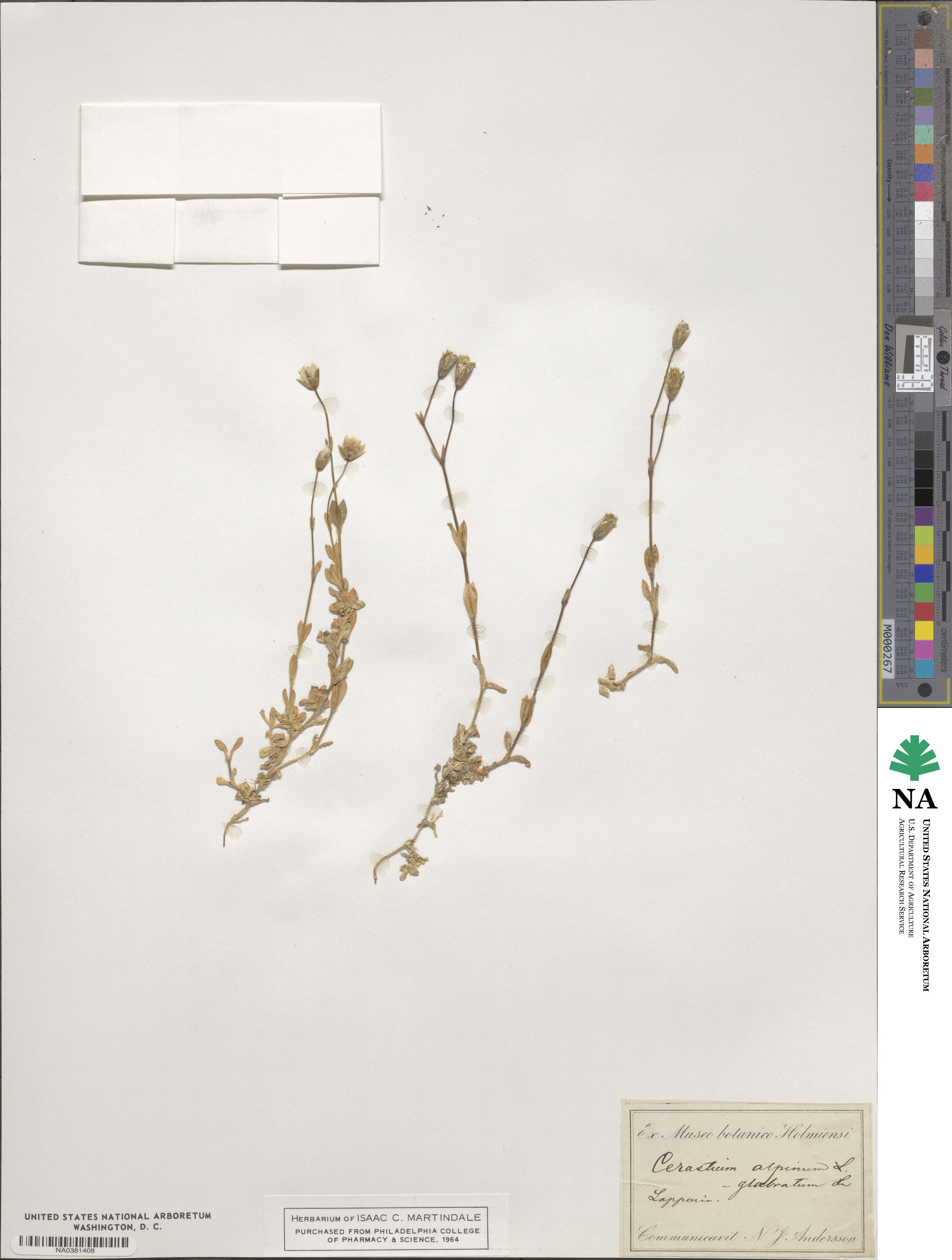 Cerastium alpinum image