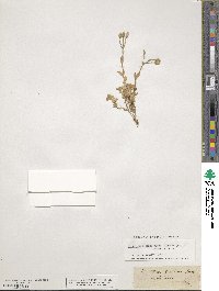 Cerastium alpinum image