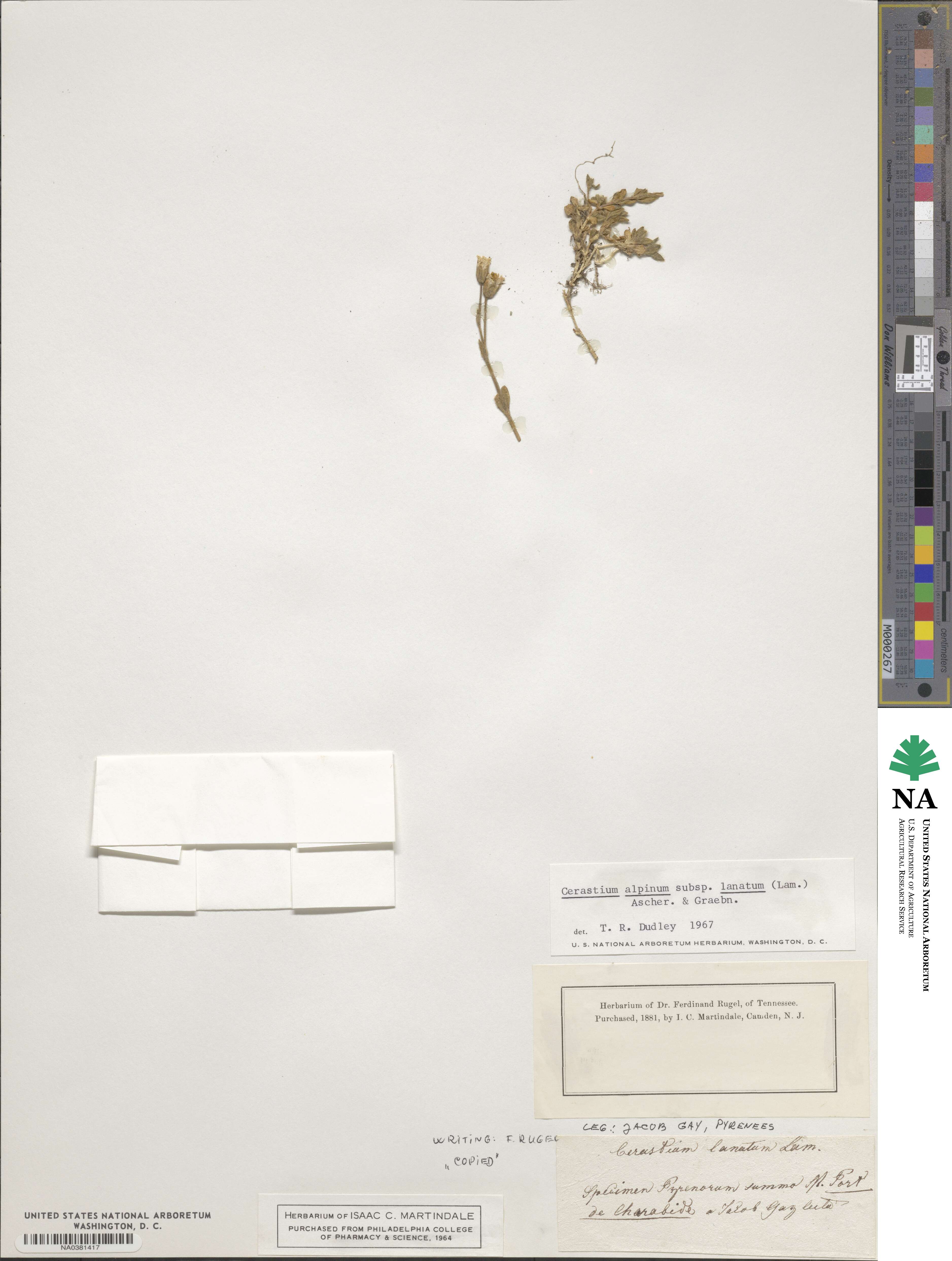 Cerastium alpinum subsp. lanatum image
