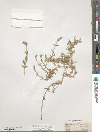 Cerastium arvense image