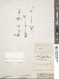 Cerastium arvense subsp. arvense image