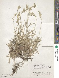 Cerastium biebersteinii image