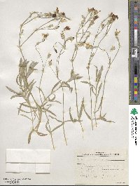 Cerastium biebersteinii image