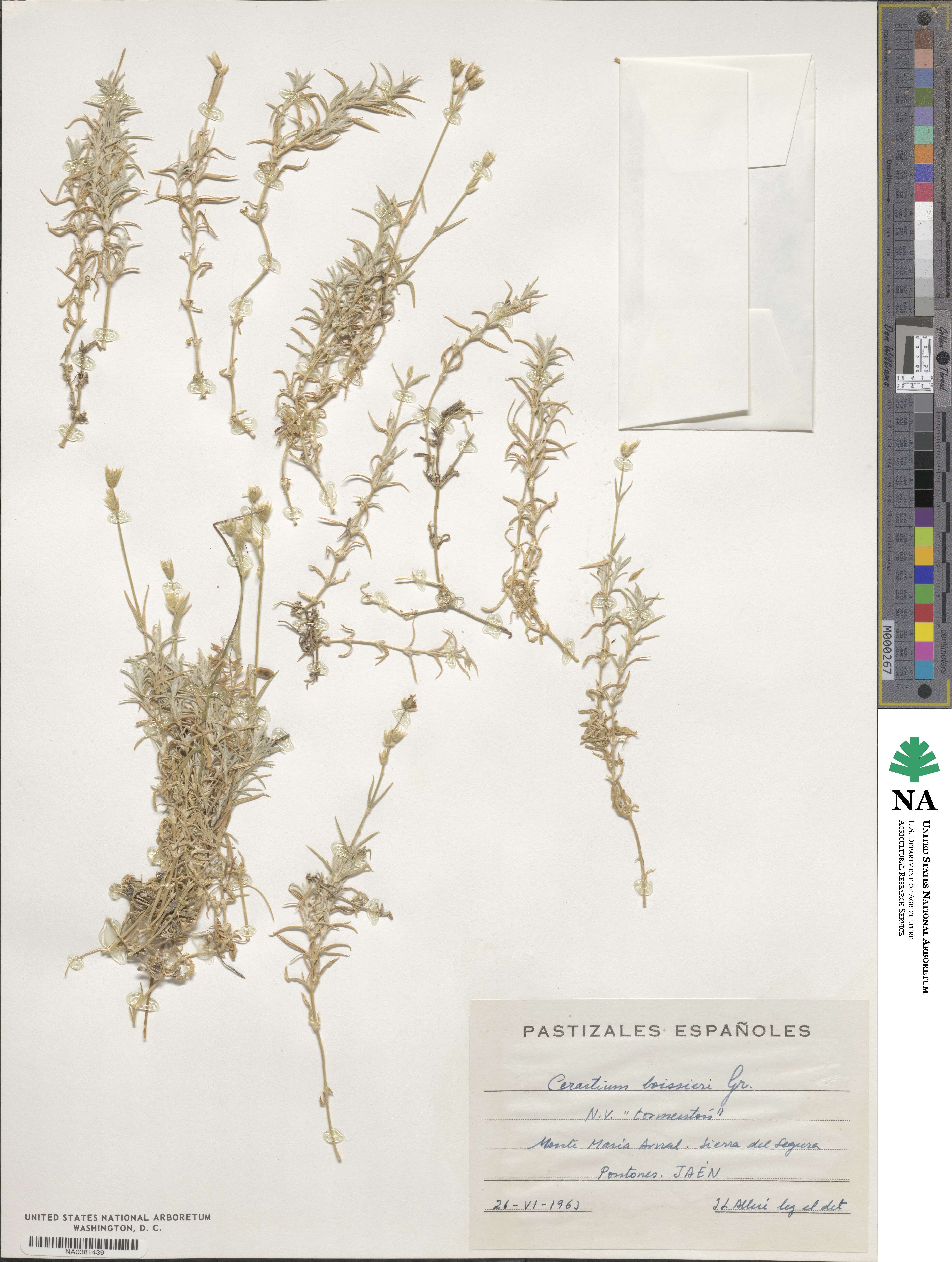 Cerastium gibraltaricum image