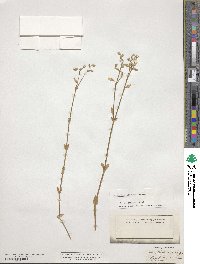 Cerastium fontanum image