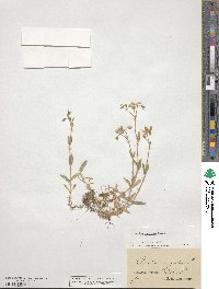 Cerastium fontanum image