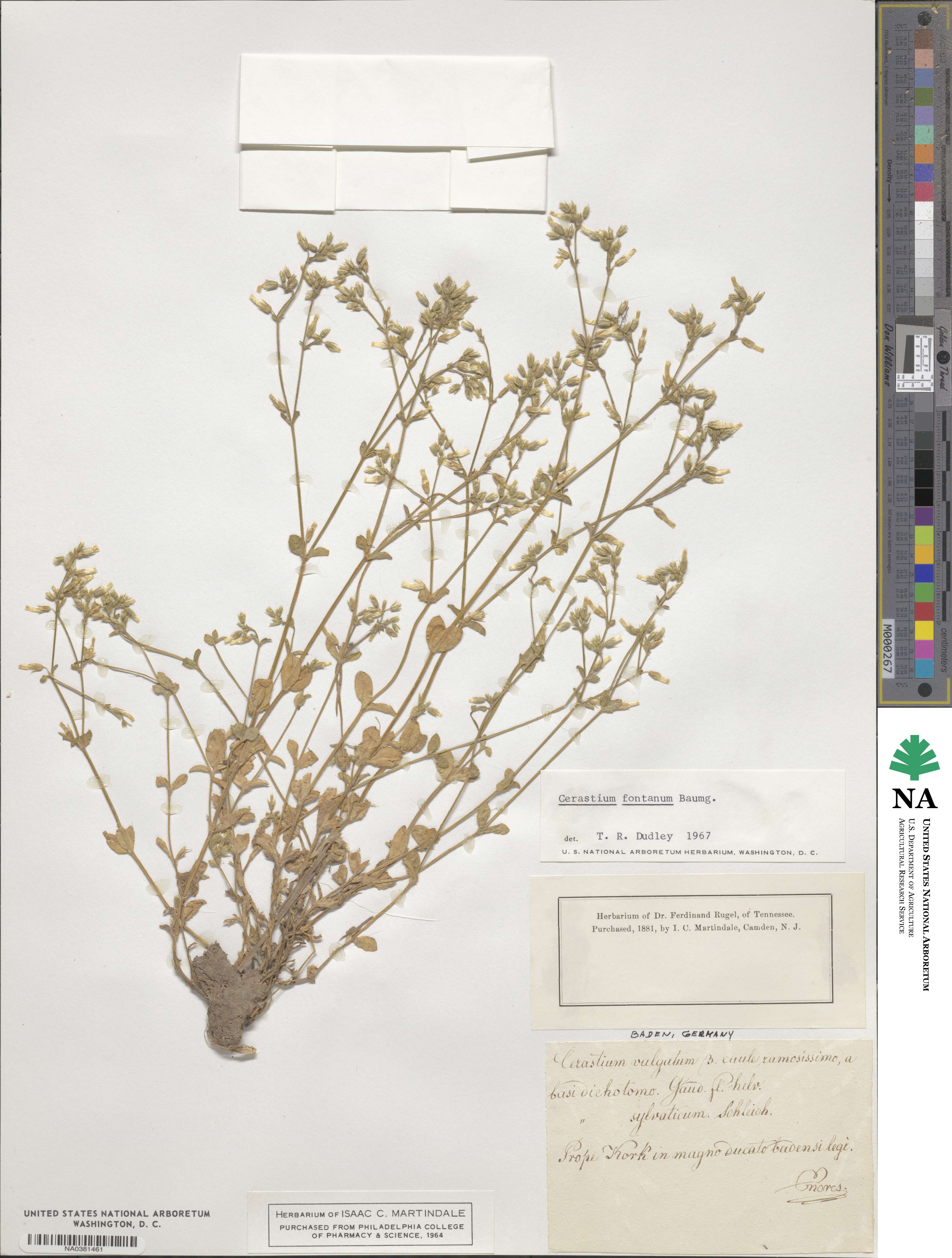 Cerastium fontanum image