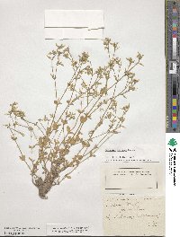 Cerastium fontanum image