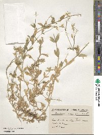 Image of Cerastium nemorale