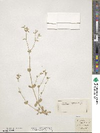 Cerastium arvense subsp. lerchenfeldianum image