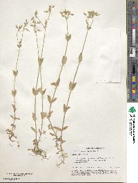 Cerastium semidecandrum image