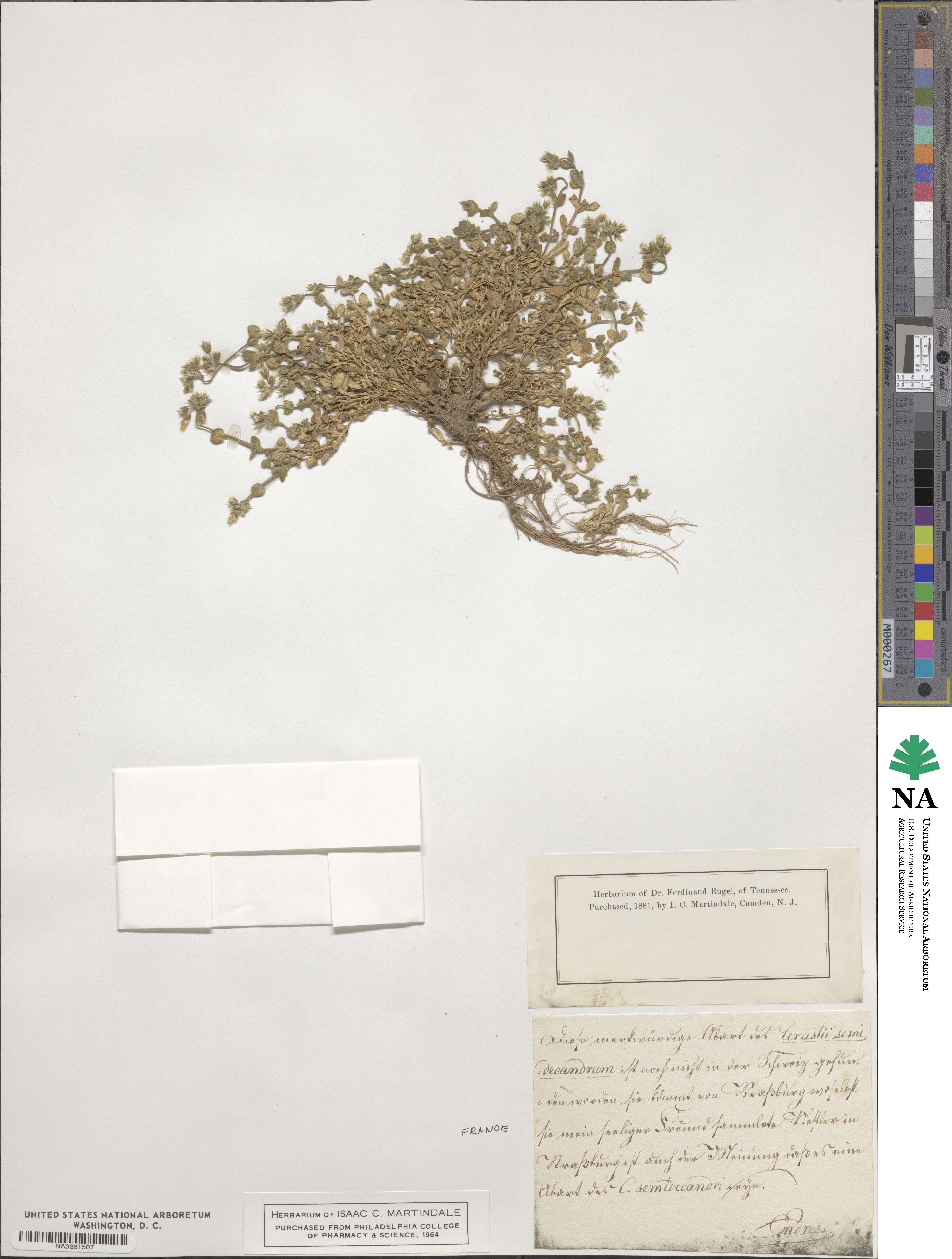 Cerastium semidecandrum image