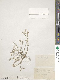 Cerastium semidecandrum image