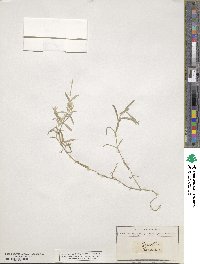 Cerastium tomentosum image