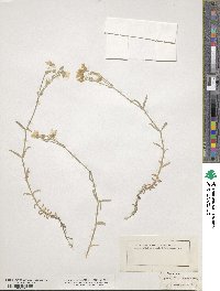 Cerastium tomentosum image