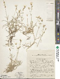 Image of Cerastium argenteum