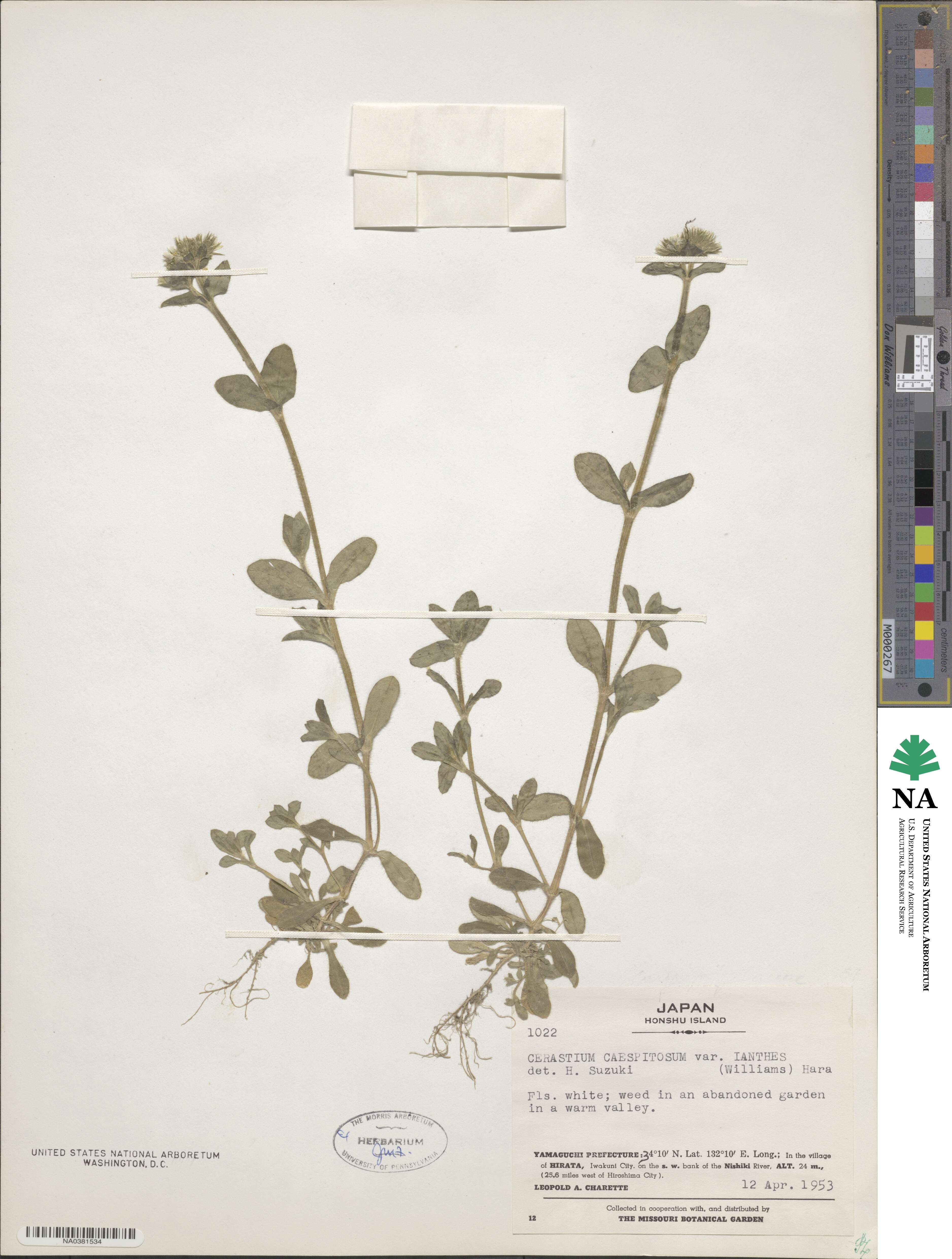 Cerastium holosteoides var. angustifolium image