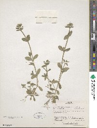 Cerastium holosteoides image