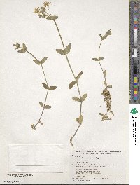 Cerastium fischerianum image