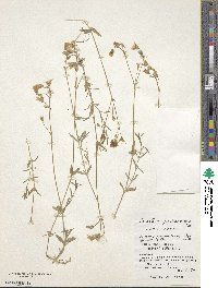 Cerastium fischerianum image