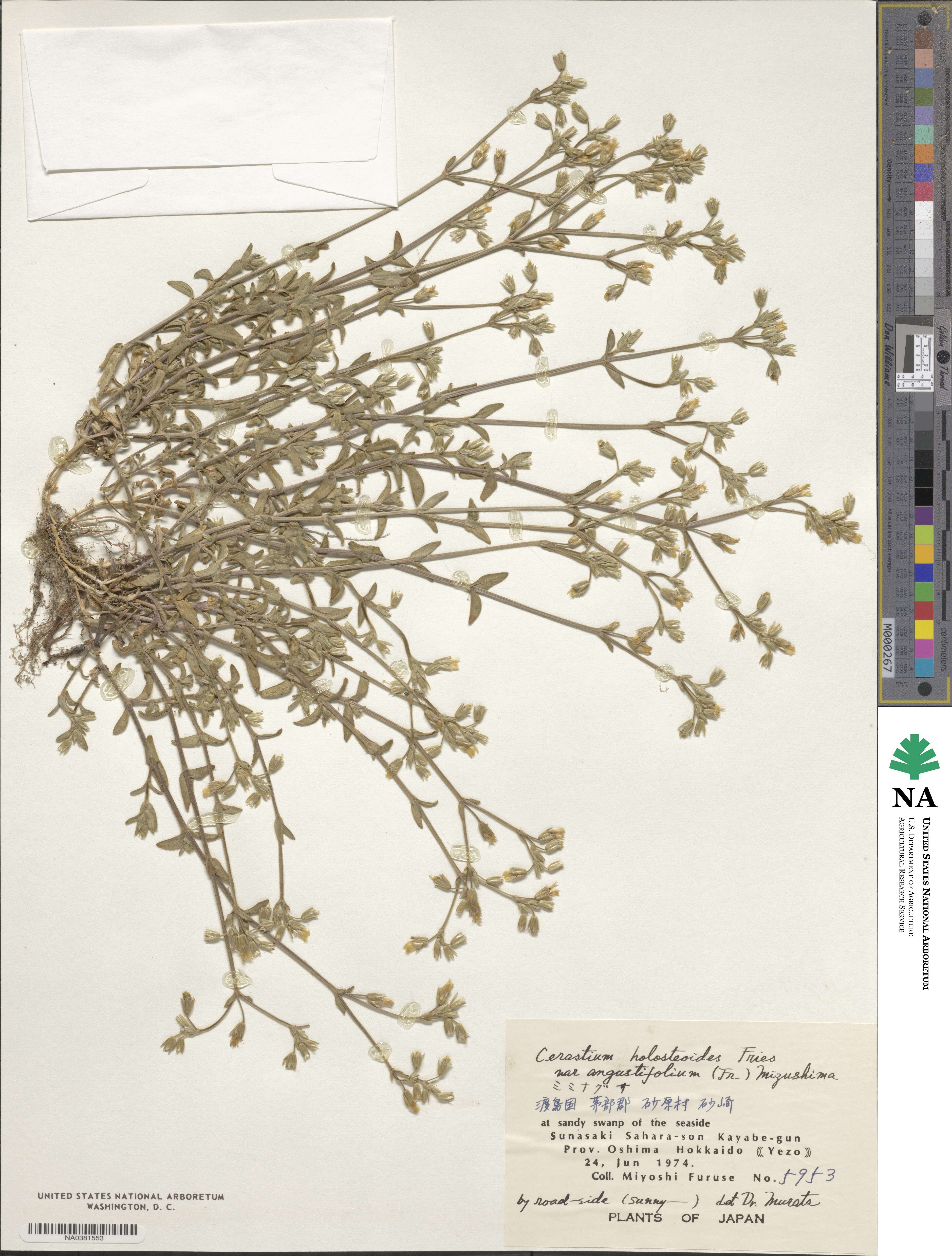 Cerastium holosteoides var. angustifolium image