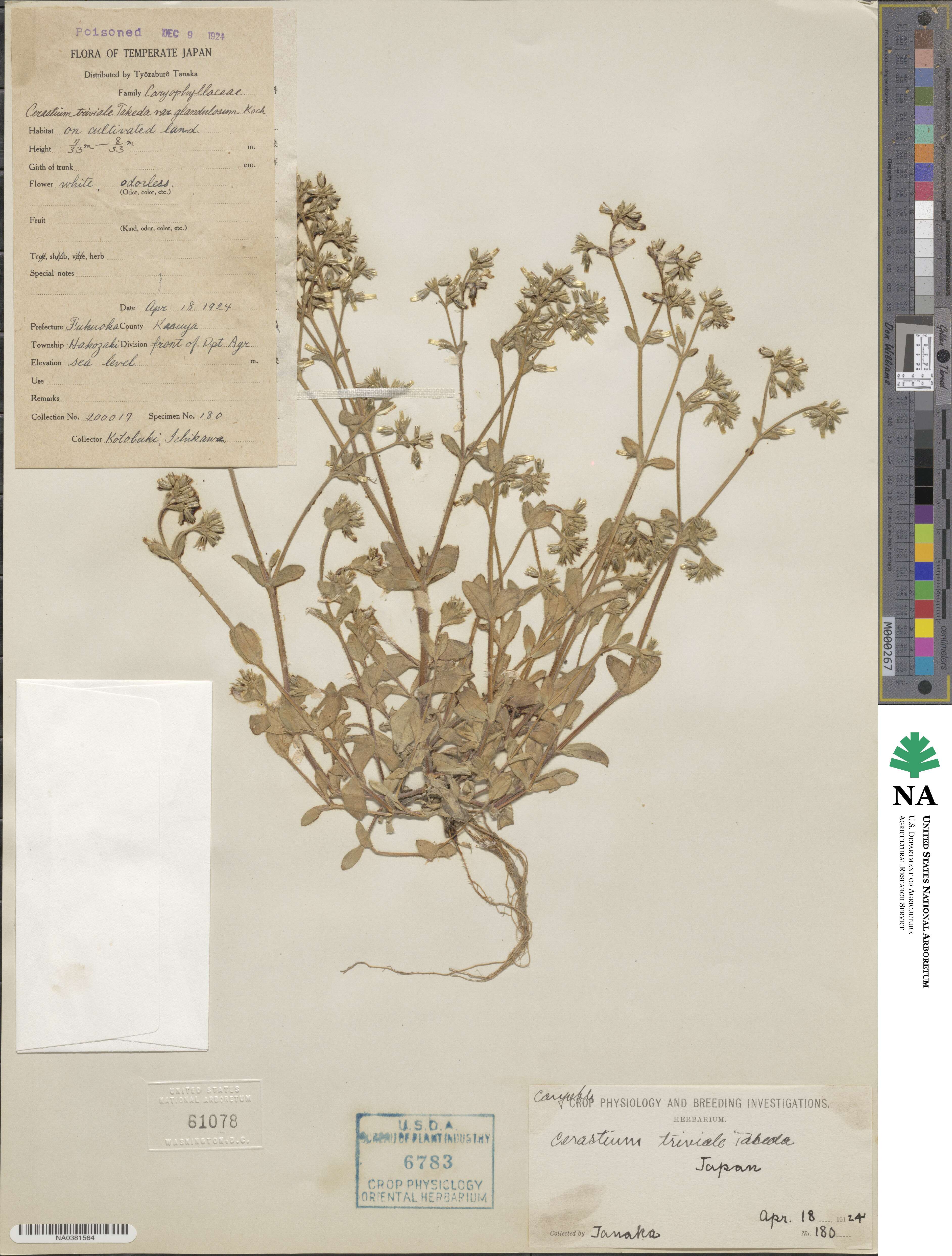 Cerastium holosteoides image