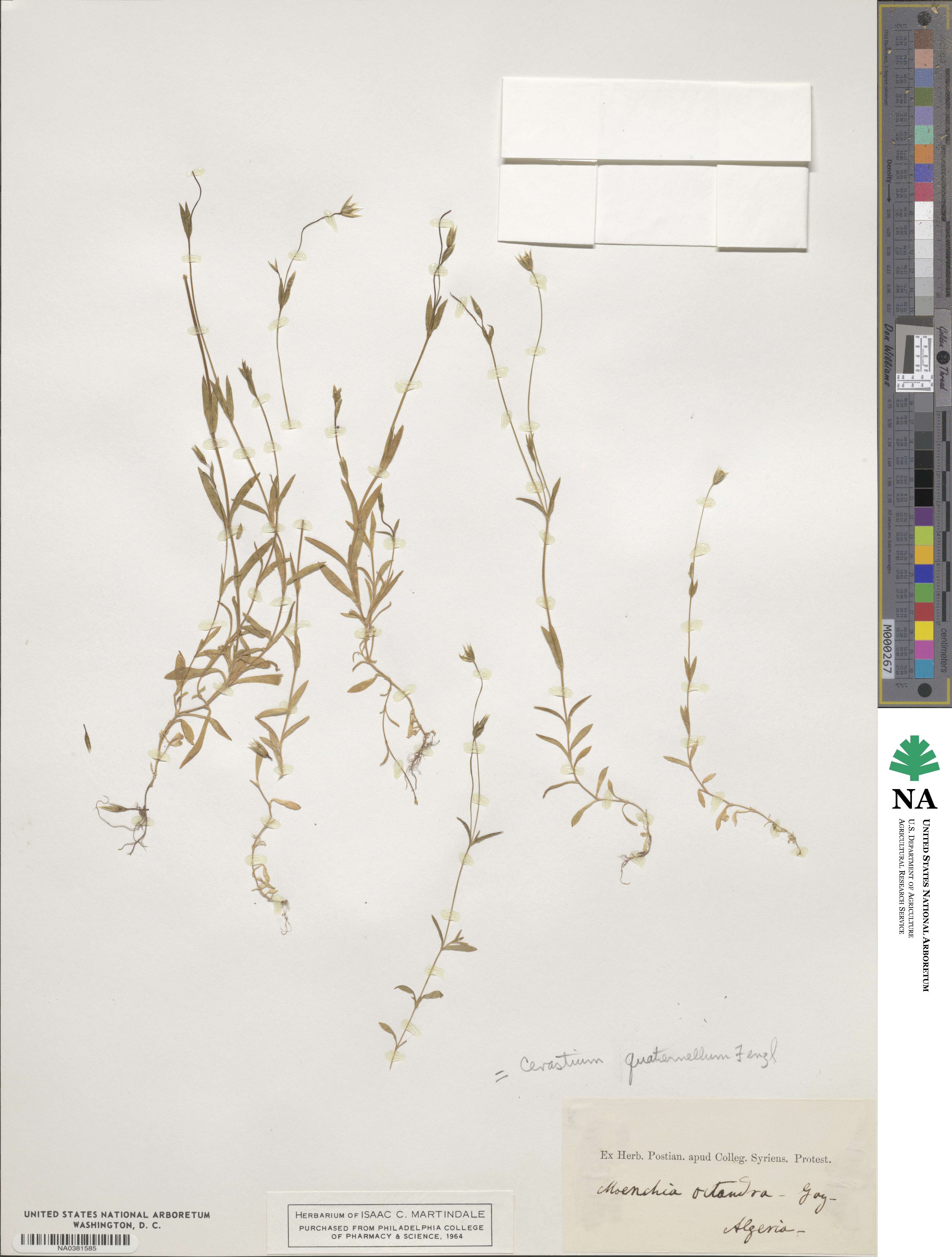 Moenchia erecta subsp. erecta image