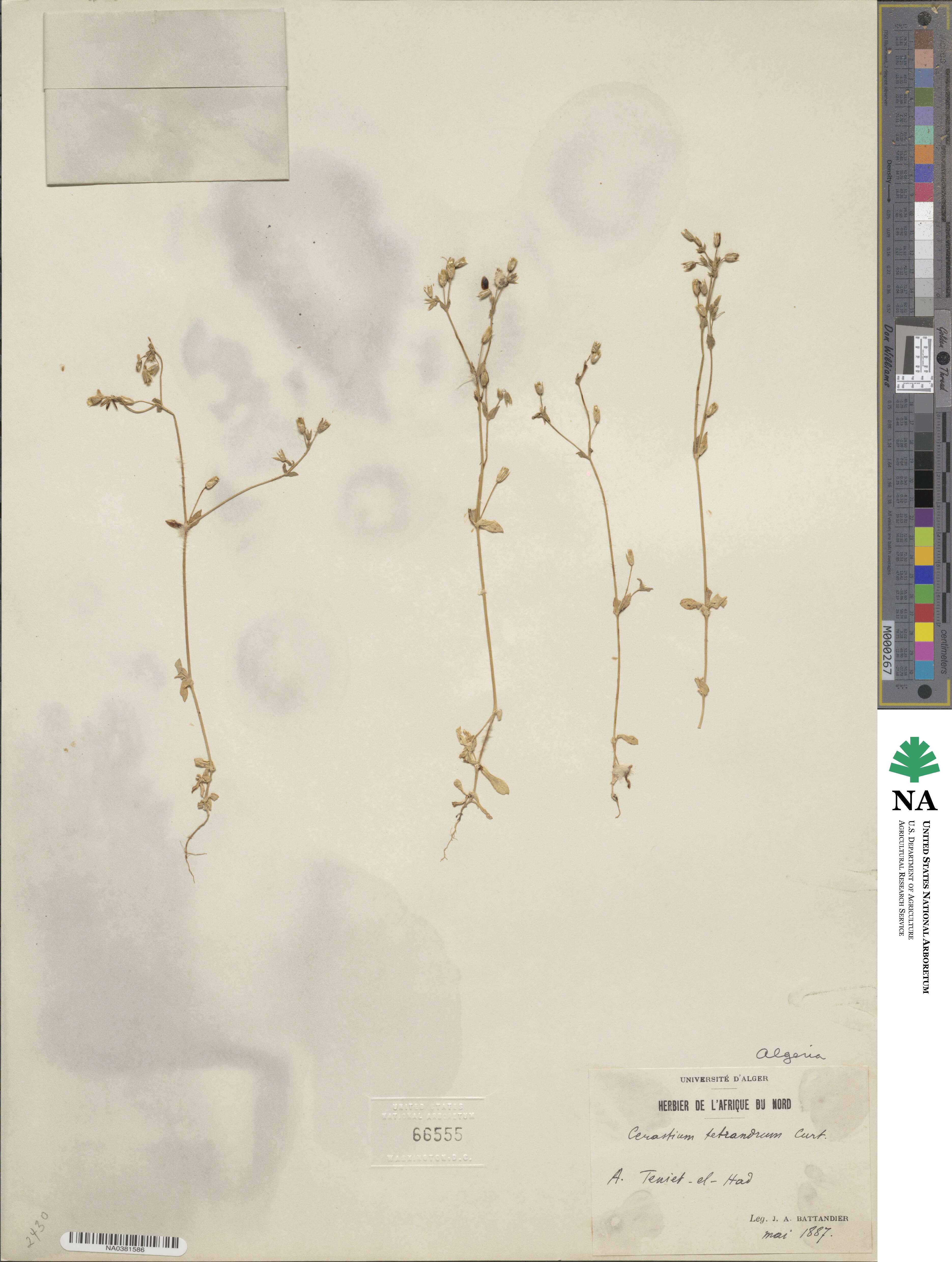 Cerastium diffusum subsp. diffusum image