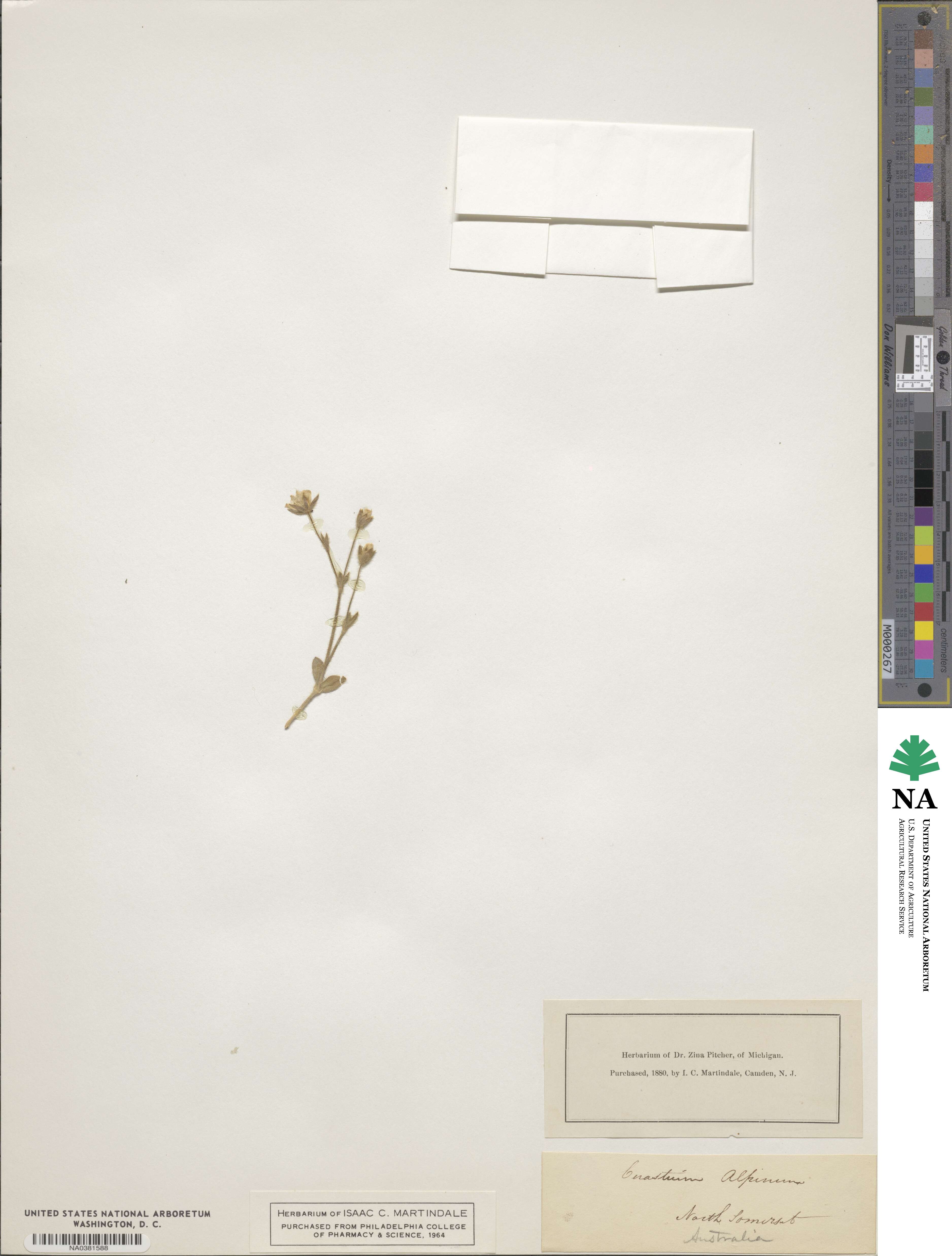 Cerastium alpinum image