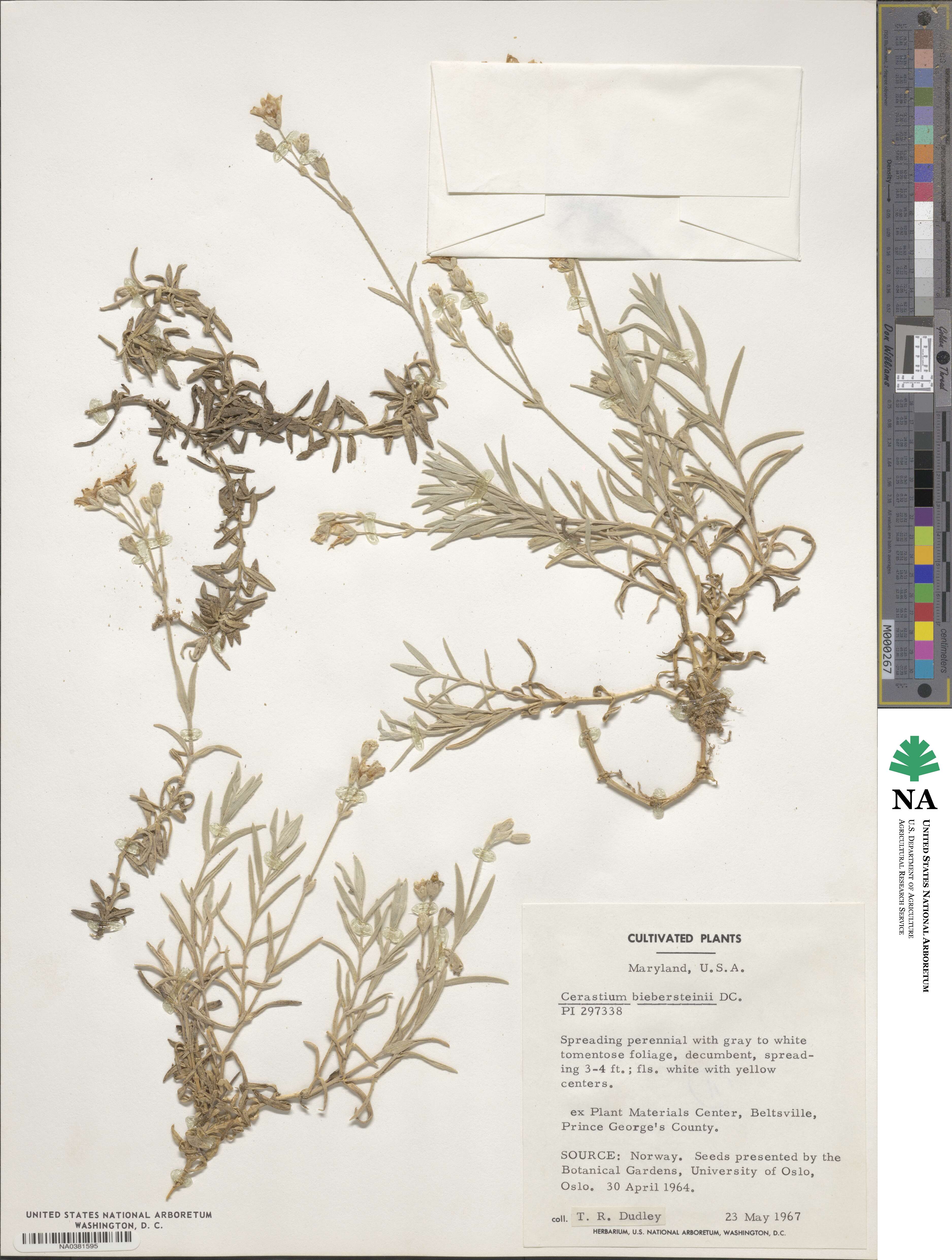 Cerastium biebersteinii image