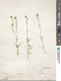 Cerastium tomentosum image