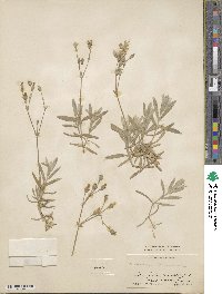 Cerastium tomentosum image